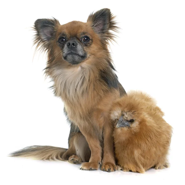 Chicken and chihuahua — Stock Photo, Image
