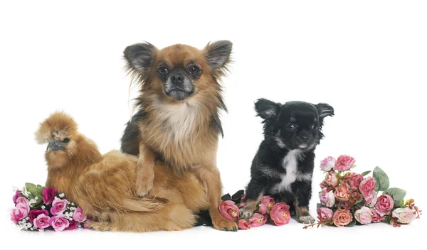 Pollo y chihuahua — Foto de Stock