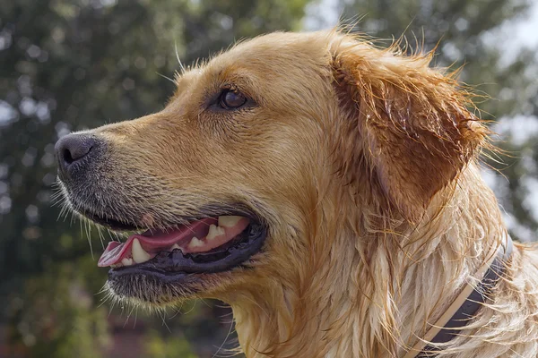 Wet golden retriever headshot Stock Image