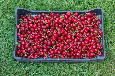 Malzeme çekme sonra taze kiraz