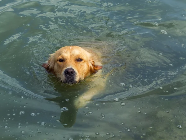 金毛猎犬在湖里游泳 — 图库照片