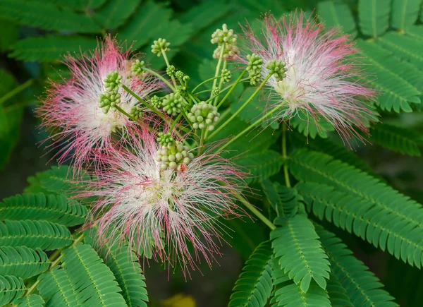 Persian Silk Tree Bloom — Stock Photo, Image