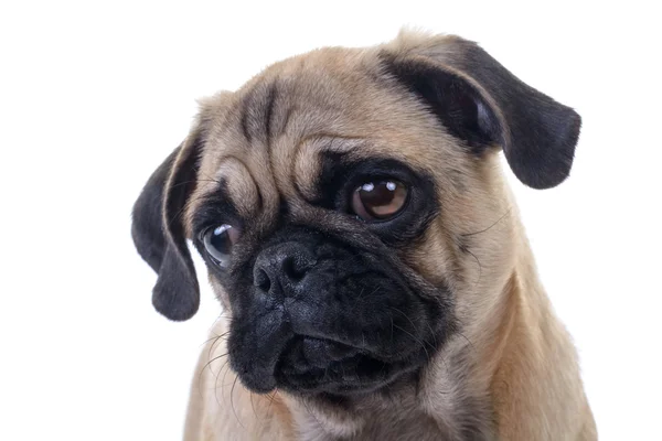 Mops pes hlavu Closeup — Stock fotografie