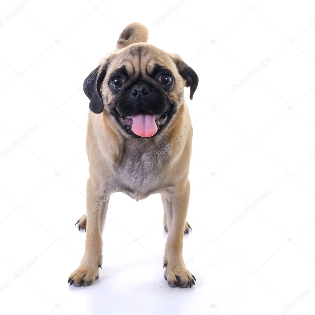 Mops Hund steht über Weiß Stockfotografie lizenzfreie Fotos © milinz