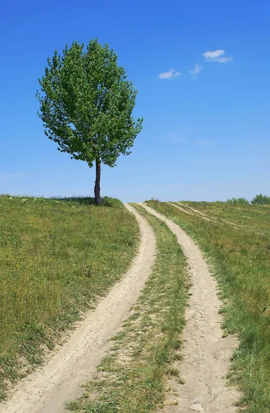 Yalnız ağaç geçmiş yol — Stok fotoğraf