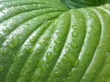 Su damlalı yeşil yaprak