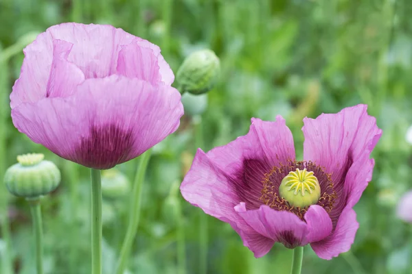 Opium pavot fleur gros plan — Photo