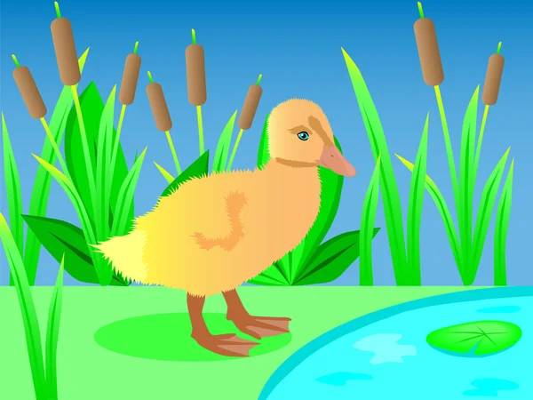 suyun yanında ördek yavrusu