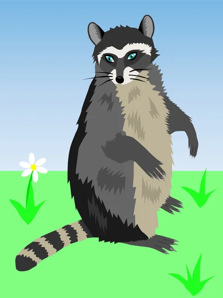 Amusing feathery racoon — Stock Vector