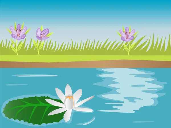 Beautiful water lily in pond — Stock Vector