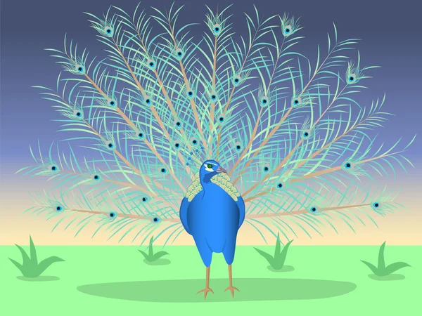 Çimenlikte güzel tavus kuşu