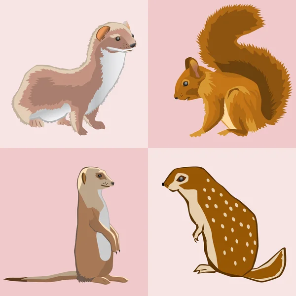 Dört hayvan koleksiyonundan