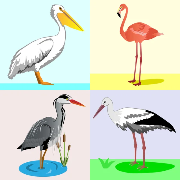 Collection from four birds — Stock Vector