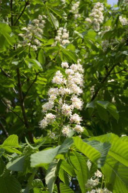 Duvardaki beyaz bougainvillea çiçek