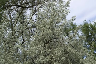 Kamu parkında ağlayan söğüt ağacı