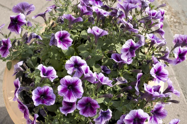 春プリムローズは、花束、花の背景 — ストック写真