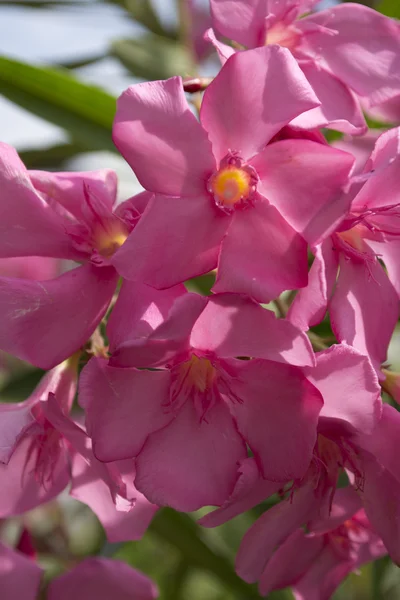 Oleander i trädgården — Stockfoto