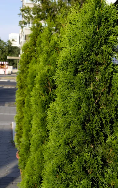 Small thuja — Stock Photo, Image