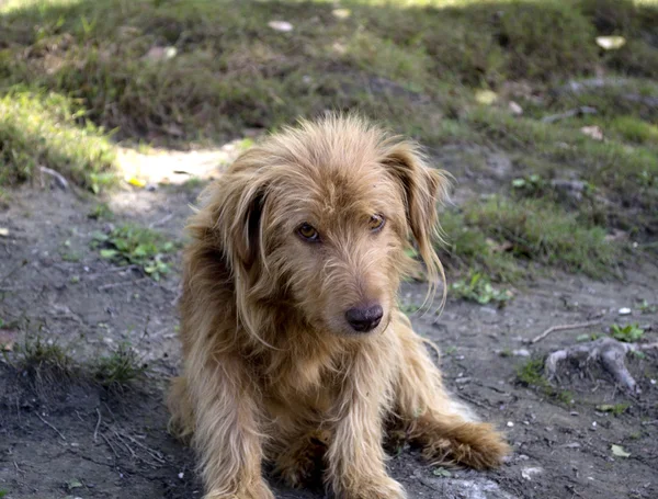Verlorener Hund im Wald — Stockfoto