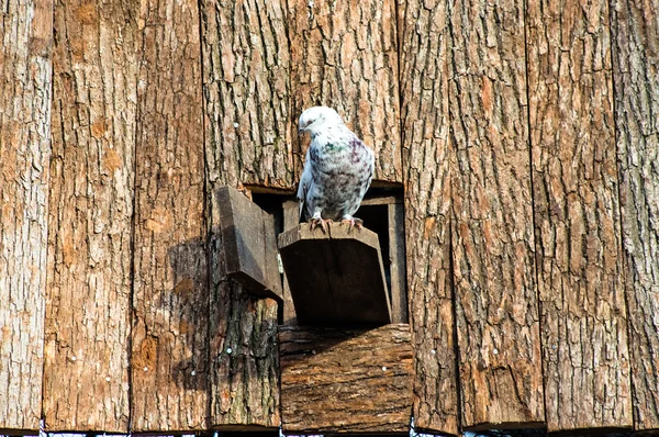 Dove in zoo — Stockfoto