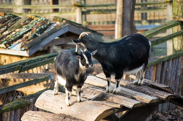 Chůva k pohledání kozu a koze — Stock fotografie