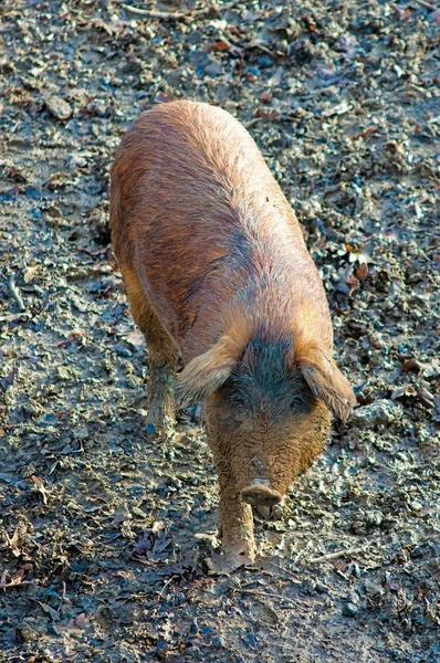 Zwierząt w zoo — Zdjęcie stockowe