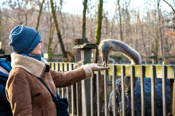 女性とダチョウ — ストック写真