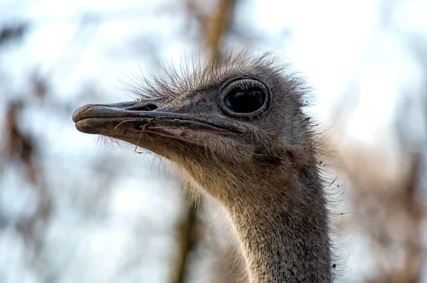 Bird ostrich — Stock Photo, Image