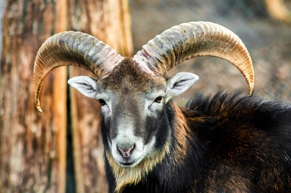 Una RAM — Foto Stock