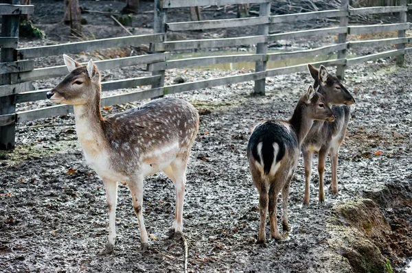 三个小的鹿 — 图库照片
