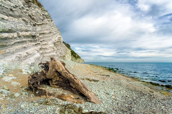 Mort épidémique au bord de la mer — Photo