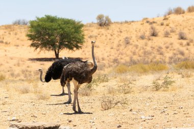 Kırmızı kumullarda erkek ve dişi deve kuşu (Struth io camelus), Kalahari, Kuzey Burnu, Güney Afrika