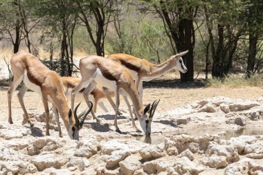 Springbok veya Springbuck (Antidorcas marsupialis) sürüsü bir su birikintisinde su içmektedir, Kalahari, Kuzey Burnu, Güney Afrika