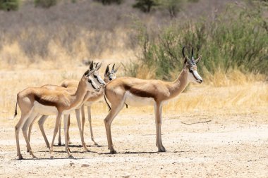 Springbok veya Springbuck (Antidorcas marsupialis) yetişkin ve bir su birikintisindeki çocuklar, Kglagadi Transfrontier Park, Kalahari, Kuzey Cape, Güney Afrika