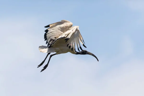 Afrykański Święty Ibis Threskiornis Aethiopicus Locie Przylądek Zachodni Republika Południowej — Zdjęcie stockowe