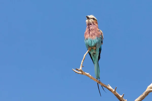 Roller Coracias Caudatus Siedzący Drzewie Kalahari Przylądek Północny Republika Południowej — Zdjęcie stockowe