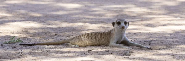 Slender Tailed Meerkat Suricate Suricata Suricatta Kgalagadi Transfrontier Park Kalahari — Stock Photo, Image