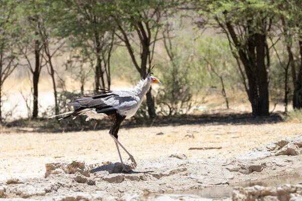 Secretarybird Secretary Bird Sagittarius Serpentarius Kalahari Cap Nord Afrique Sud — Photo