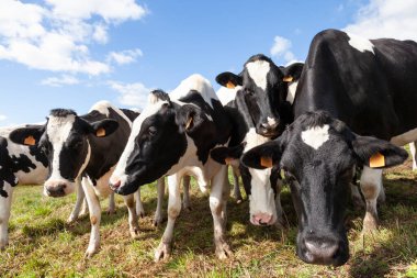 Siyah ve beyaz Holstein süt inekleri, kameraya bakan sığırlar, süt üretimi için üretilmiş.