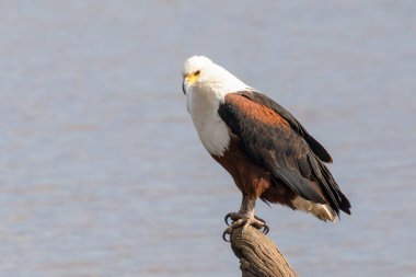 Afrika Balık Kartalı (Haliaeetus vocifer) şafak vakti Groenvlei Barajı 'na bakan, Kruger Ulusal Parkı, Güney Afrika