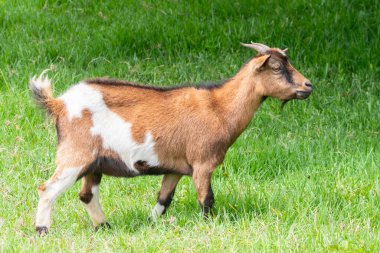 Orta gelirli bir malikanenin çatısında yenilenebilir enerji sağlayan sıcak su gayzerleri var.