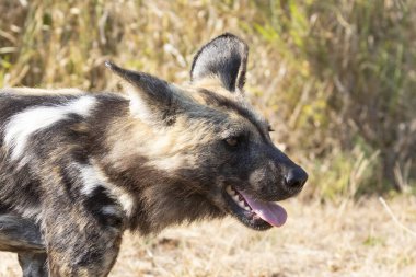 Nesli tükenmekte olan Afrika Vahşi Köpeği (Lycaon pictus), Kruger Ulusal Parkı, Güney Afrika.