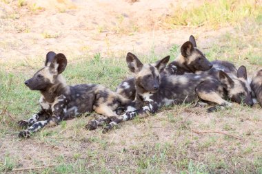 Nesli tükenmekte olan Afrika Vahşi Köpeği (Lycaon pictus) yavruları yetişkinlerin avdan dönmesini bekliyor, Kruger Ulusal Parkı, Güney Afrika.