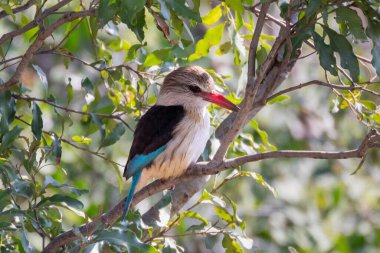 Kahverengi kapüşonlu Kingfisher (Halcyon albiventris) geniş yapraklı ormanlık, Limpopo, Güney Afrika