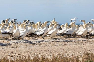 Kuş Adası, Lamberts Körfezi, Batı Kıyısı, Güney Afrika 'daki üreme kolonisinde Sümsük Kuşları (Morus capensis). Küresel Tehlikede.