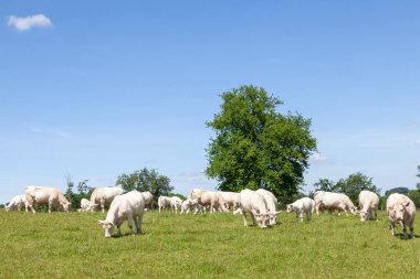 Beyaz Charolais sığır sürüsü güneşli bir bahar gününde inekler ve buzağılarla otlatılıyor.