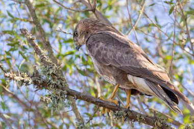 Geniş yapraklı ormanlık, Swellendam, Batı Burnu, Güney Afrika 'da Steppe Şahin (Buteo buteo vulpinus)