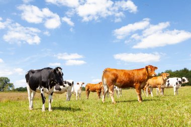 Kahverengi Limousin sığır ve siyah beyaz süt ineği sürüsü güneşli bir çayırda.