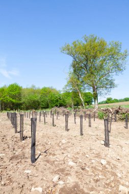Genç çam fidanlarının yeniden ağaçlandırılması kereste endüstrisi için kesilen tarlaların yerini alması ve yenilenebilir yakıt ve enerji olarak kullanılması için kırsal kesimdeki korumacı ağlarda sıralanmış genç ağaçlar.