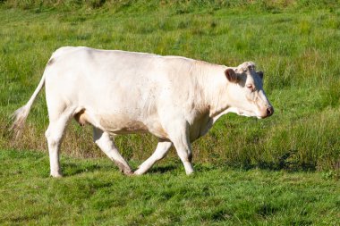 Tek beyaz Charolais sığır eti akşam ışığında yemyeşil bir çayırda yürüyor.